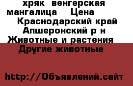 хряк “венгерская мангалица“ › Цена ­ 25 000 - Краснодарский край, Апшеронский р-н Животные и растения » Другие животные   